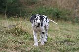 DOGUE ALLEMAND 940